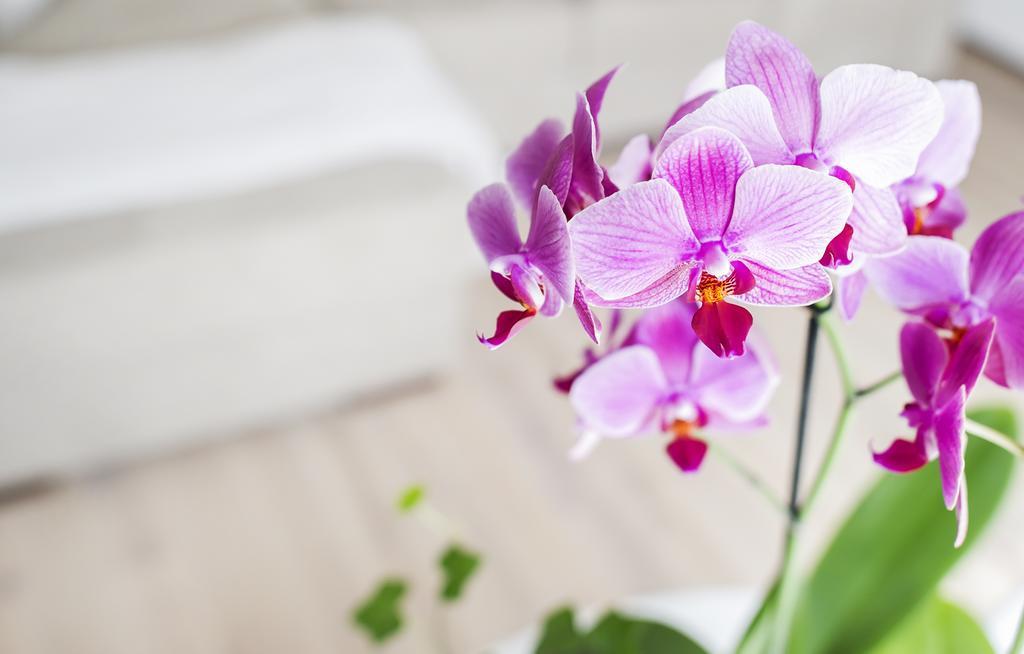 Home Of Health And Beauty Palanga Kamer foto